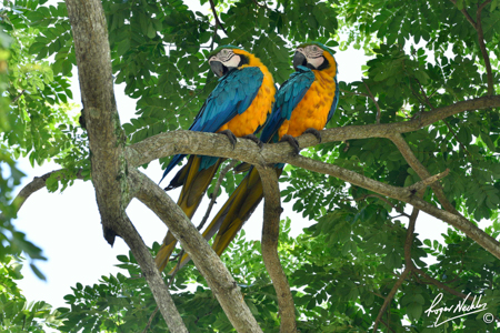 Blue and Gold Macaws